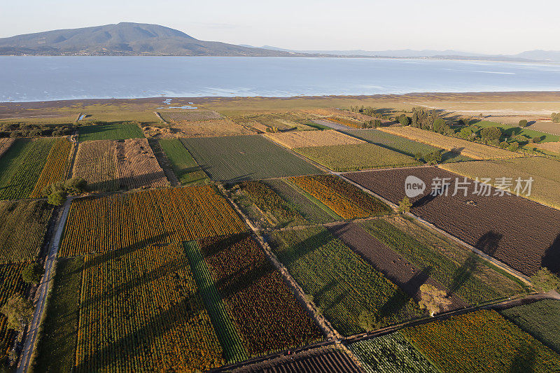 Flower fields in the state of Michoacán, Mexico in the Golden Hour